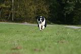 BORDER COLLIE 1389